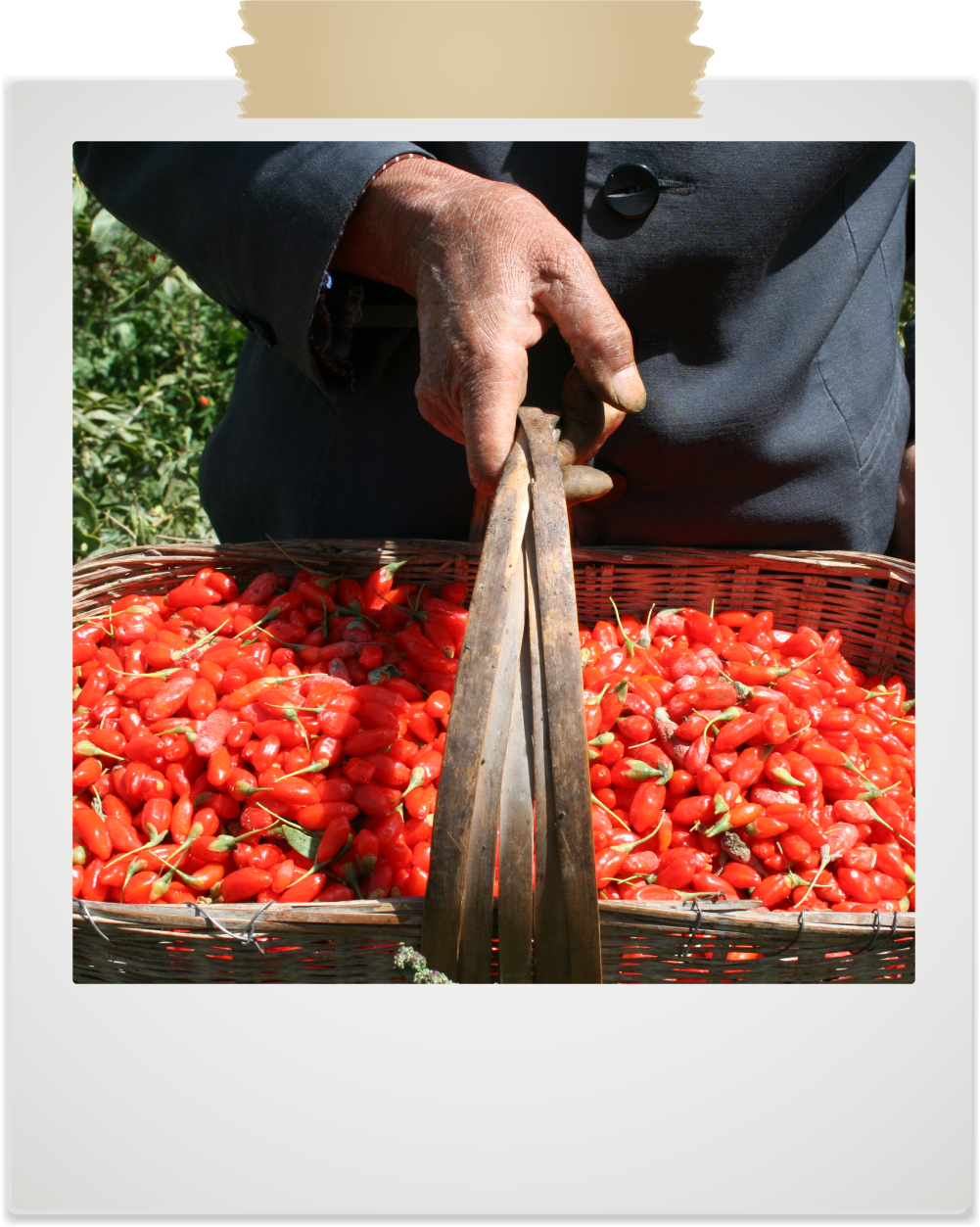 10 Tips for Green Living from the Natierra Family!
