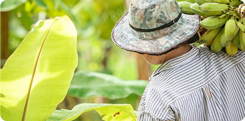 Photo of a local farmer carrying a bunch of bananas