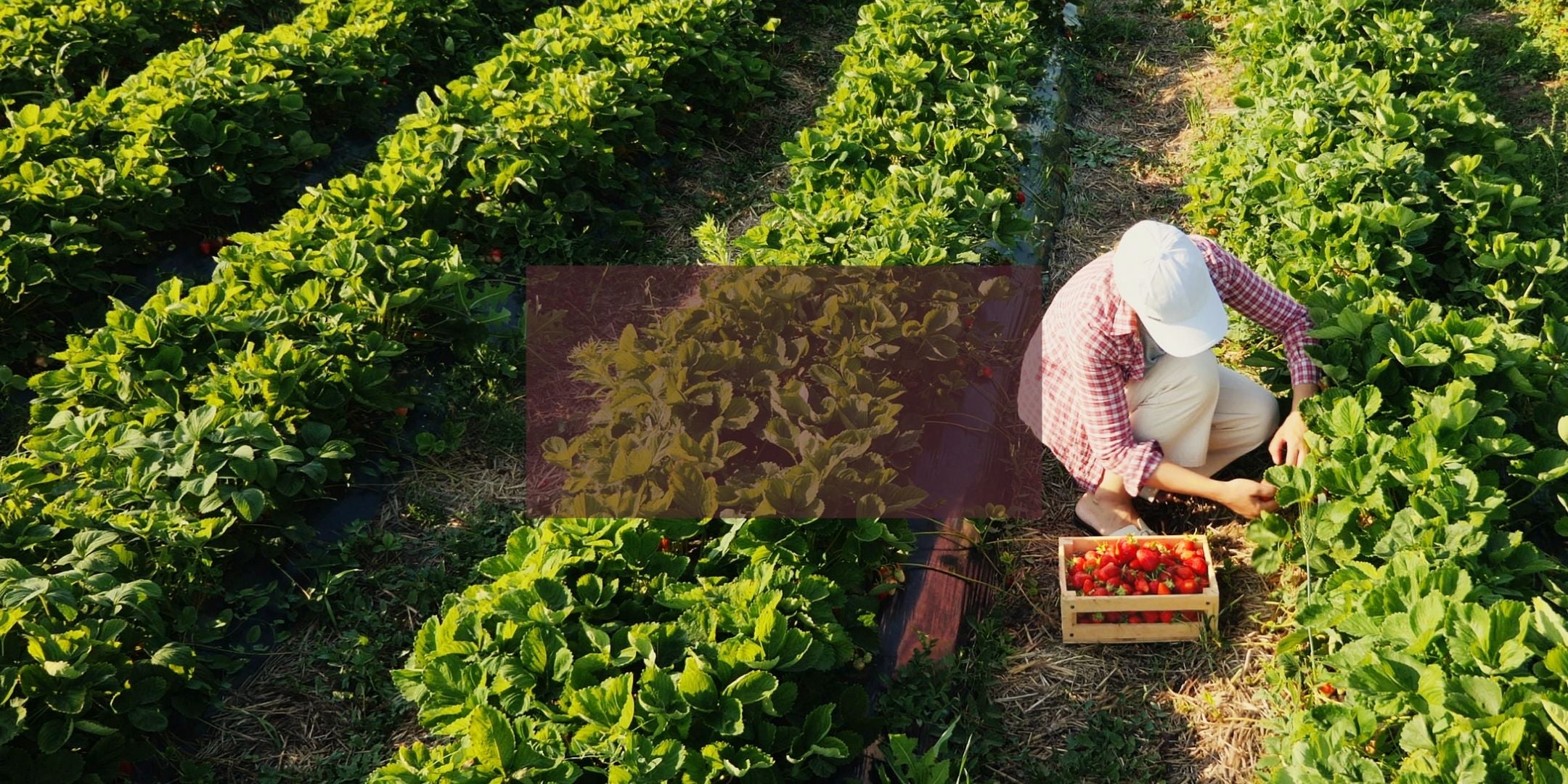 Farm worker picking Strawberries in a field