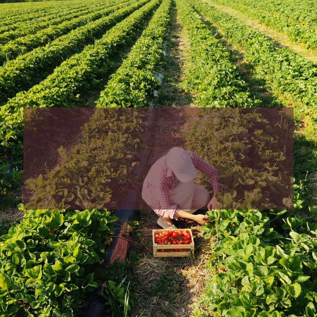 Farm worker picking Strawberries in a field