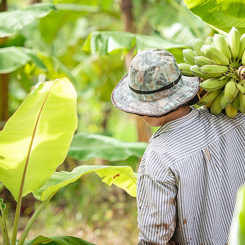 Farmer walking through Banana fields